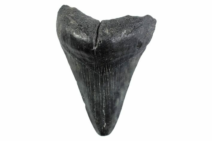 Fossil Megalodon Tooth - South Carolina #362194